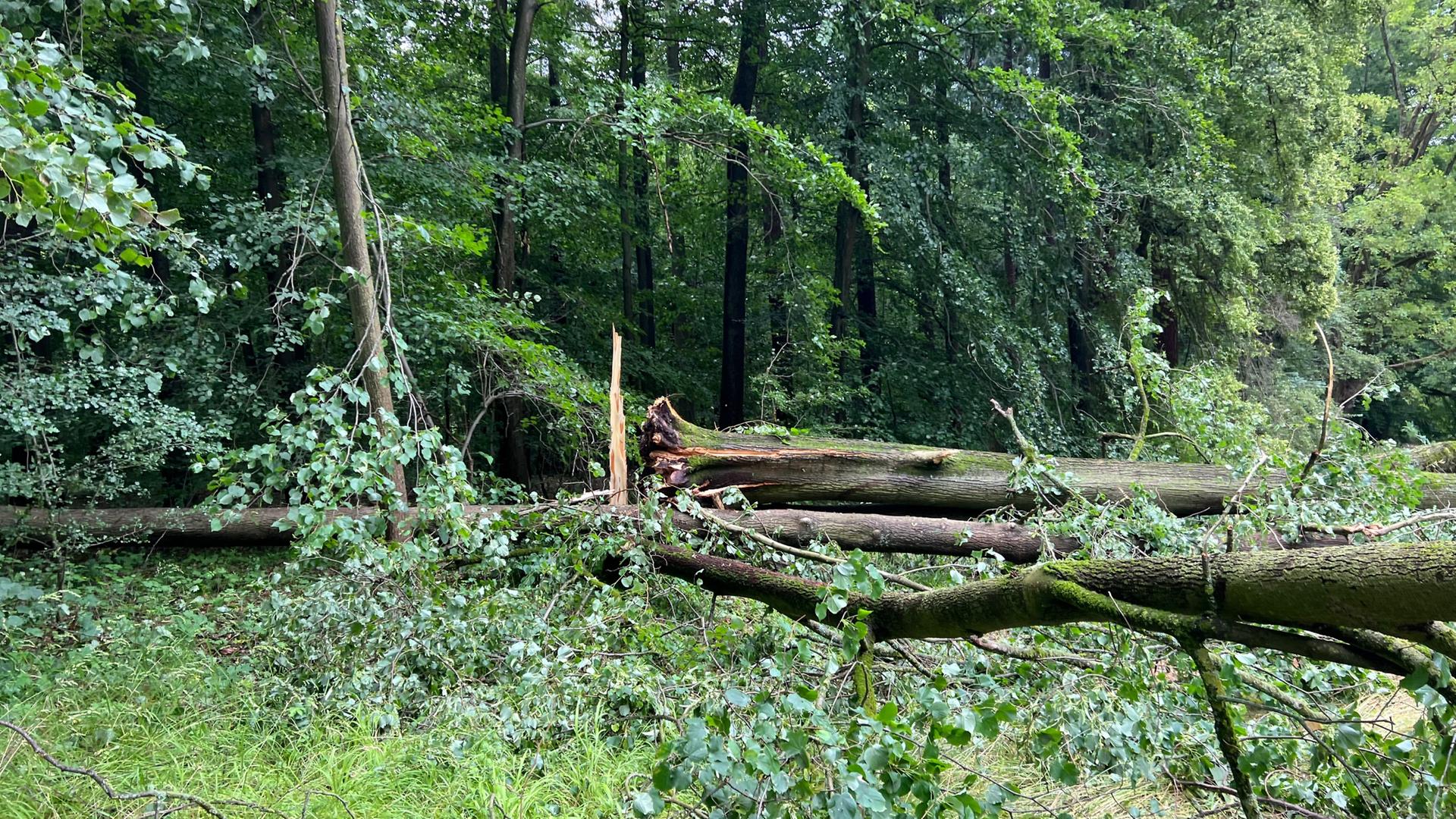 Jahre Weltkulturerbe Kassel Feiert Bergpark Jubil Um Im