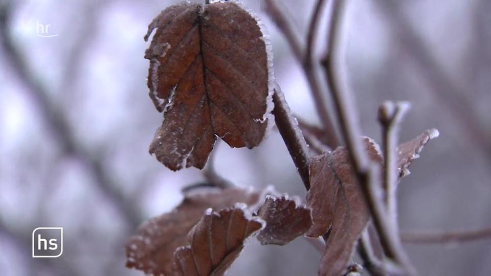 Wetter in Hessen Erster Schnee sorgt für Unfälle hessenschau de