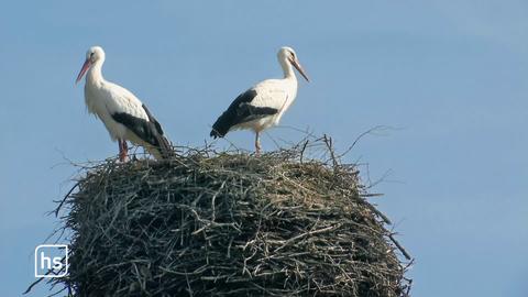 Störche im Nest