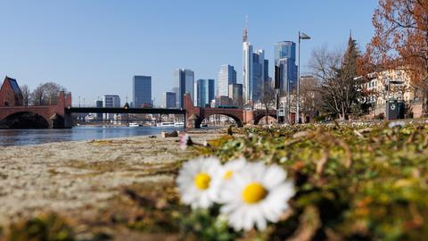 Gänseblümchen (unscharf) blühen am Ufer des Mains vor Frankfurter Skyline