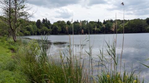 Das schilfbewachsene Ufer an der Grube Prinz von Hessen