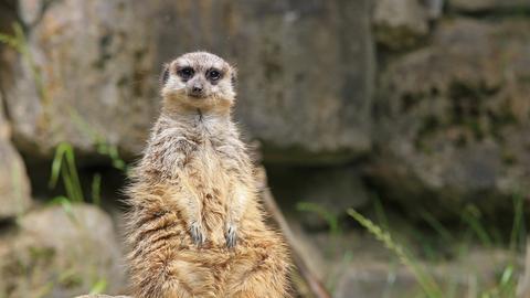 Ermännchen im Opel-Zoo in Kronberg