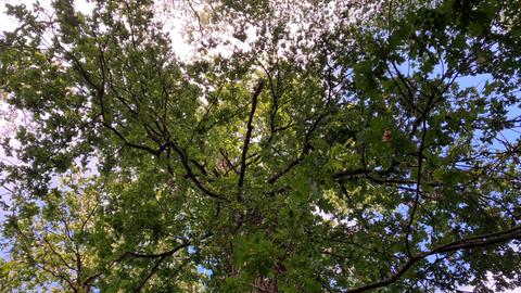 Sieben Frankfurter Wälder