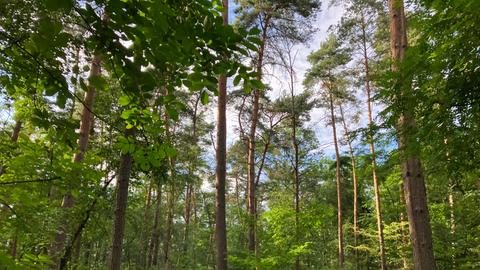 Sieben Frankfurter Wälder