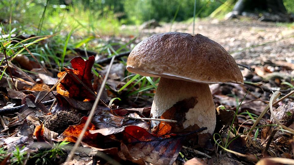 Lecker oder giftig? Speisepilze und ihre tückischen Doppelgänger ...