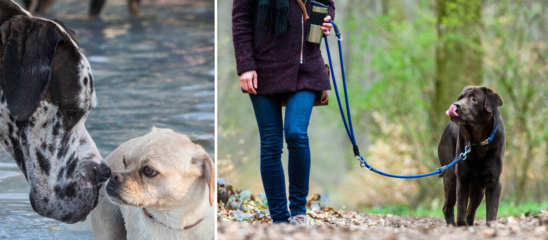 Auf den Hund gekommen Gassi gehen in der Stadt hessenschau.de Freizeit