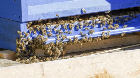 Eine große Anzahl von Honigbienen versammelt sich vor einem blauen Bienenstock. Die Bienen bedecken die untere Kante des Bienenstocks und scheinen hinein- und herauszukrabbeln. Der Bienenstock steht auf einer Holzkonstruktion.