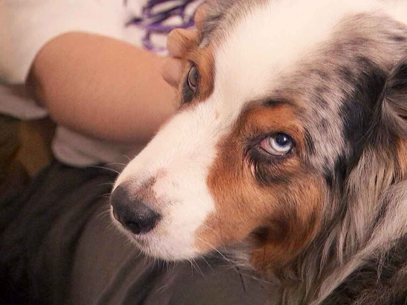 Warnhund für Diabetes Patienten Cheikhs Nase kann Leben retten ...