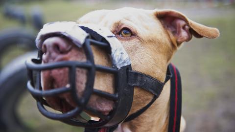 Kampfhundeverordnung