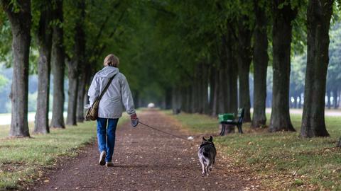 Hund an der Leine