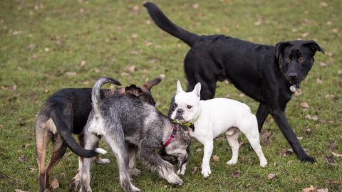 Hunde auf einer Wiese