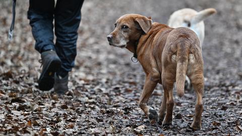 Ein brauner Labrador schaut in die Kamera, im Hintergrund die Füße einer Frau und ein weiterer Hund.