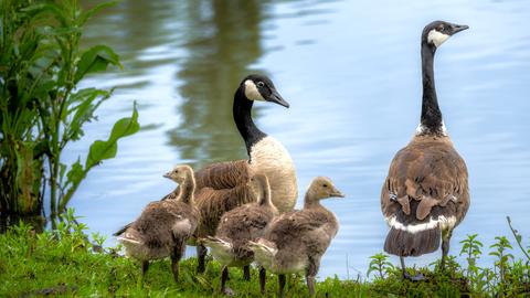 Kanadagänse am Ufer