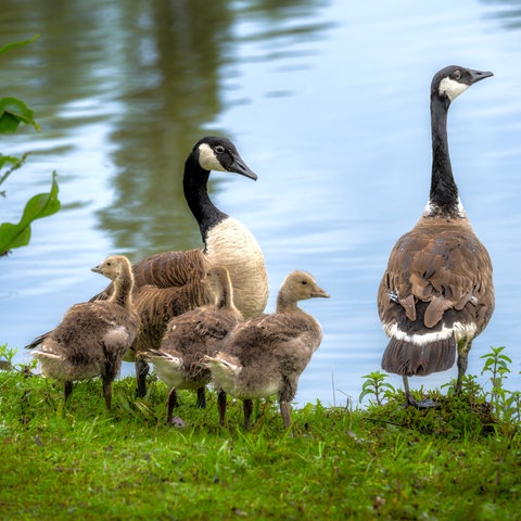 Kanadagänse am Ufer