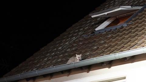 Die Katze sitzt in der Dachrinne. 