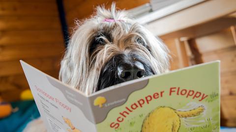 Ein Briard (Hund mit langem Fell) schaut in ein Kinderbuch.