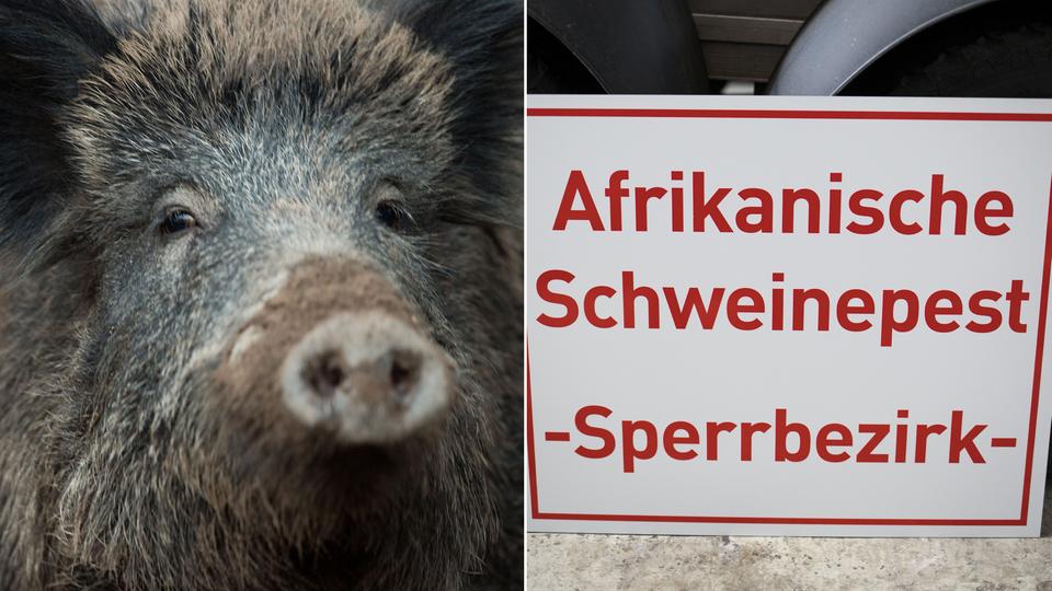 Wissenswert: Die Afrikanische Schweinepest in Deutschland | hr-iNFO