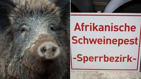 Wildschwein/Schild mit der Aufschrift "Afrikanische Schweinepest - Sperrbezirk" 