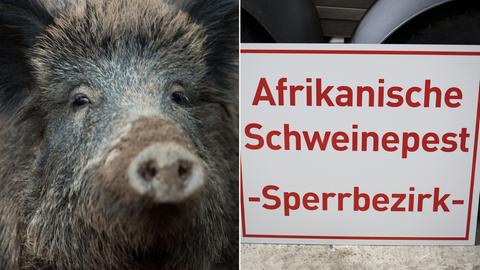 Zwei Fotos nebeneinander: links Kopf eines Wildschweins; rechts Schild mit der Aufschrift "Afrikanische Schweinepest - Sperrbezirk-" 