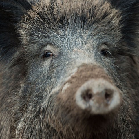 Zwei Fotos nebeneinander: links Kopf eines Wildschweins; rechts Schild mit der Aufschrift "Afrikanische Schweinepest - Sperrbezirk-" 