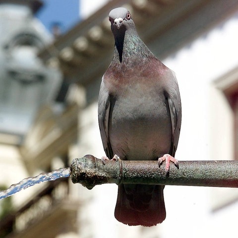 Taube sitzt auf einem Wiesbadener Brunnen