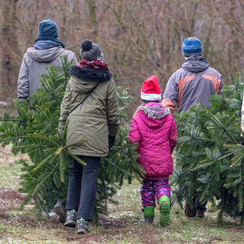 Weihnachtsbäume selbst schlagen