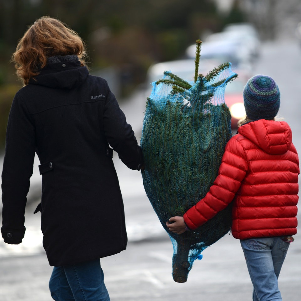 Weihnachtsbäume Hessen fragen vermehrt nach der Herkunft des Baums