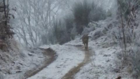 unscharfes Bild eines Wolfs auf einem Waldweg mit leichter Schneedecke