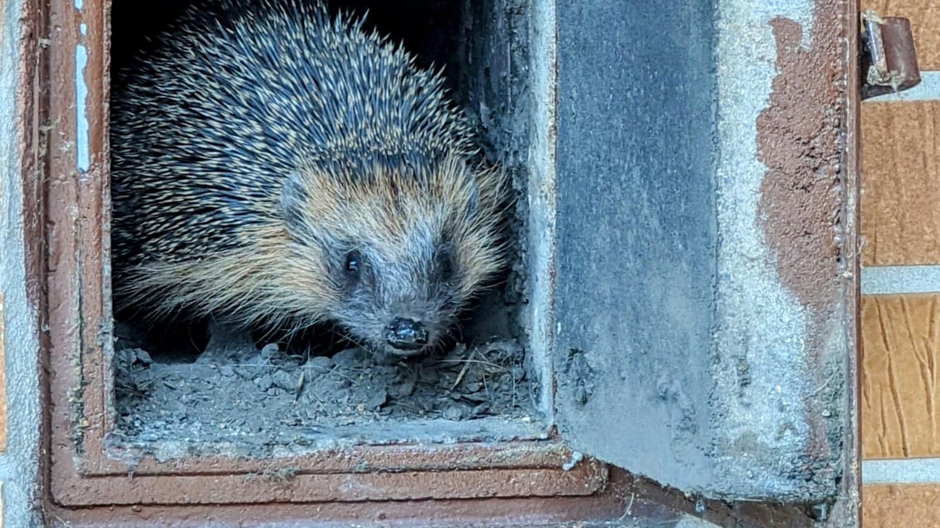 Kurioser-Fund-im-Schornstein-Fliegender-Igel-in-Felsberg