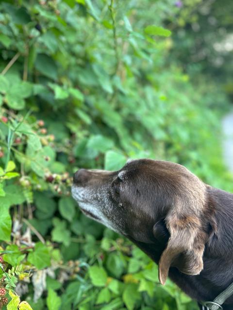 Ein Hund schnüffelt an Brombeeren