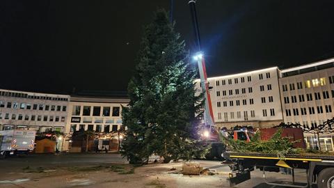 Aufgestellter, ungeschmückter Weihnachtsbaum auf dem Königsplatz in Kassel