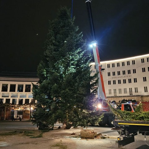 Aufgestellter, ungeschmückter Weihnachtsbaum auf dem Königsplatz in Kassel