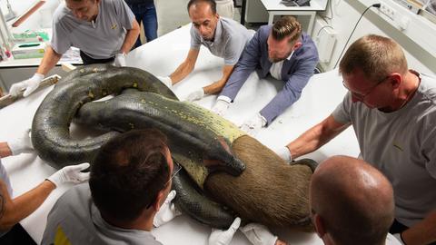 Das Bild zeigt mehrere Menschen, die ein Exponat im Senckenberg Naturmuseum in Frankfurt in eine Vitrine transportieren. Das Exponat zeigt eine Würgeschlange, die ein Wasserschwein zur Hälfte verschlungen hat.