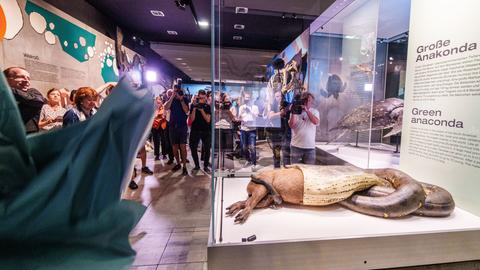 Enthüllung der Anakonda im Senckenberg Museum