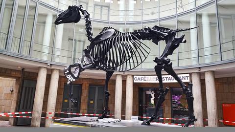 Die überdimensionale Bronzeplastik eines Pferdeskeletts steht vor der Kunsthalle Schirn Frankfurt.