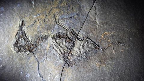 Vogelfossil aus der Grube Messel