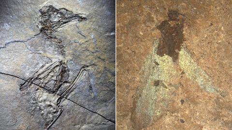 Collage von Funden aus der Grube Messel Vogelfossil - Der Vogel gehört zu den Rackenartigen. Und ein Schmetterlingsfossil