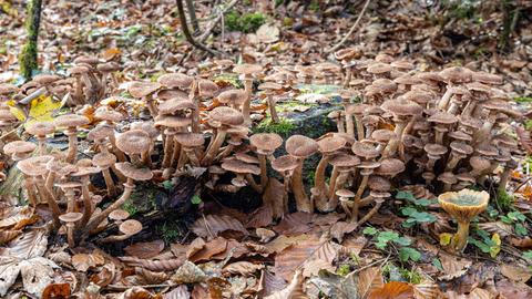 Das Bild zeigt eine Gruppe von Hallimasch-Pilzen auf moosbewachsenem Totholz. Auf dem Waldboden rund um den Stamm liegen braune Blätter.