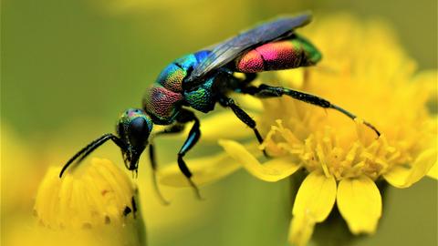 "Bunte Goldwespe (Hedychrum rutilans) im Postsiedlungs-Biotop in Darmstadt"