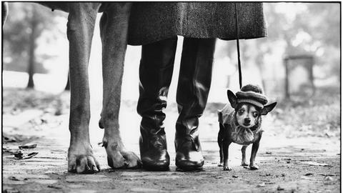 Schwarz-weiß-Bild, auf dem rechts ein kleiner Hund mit Mützchen zu sehen ist. Daneben sind Damenstiefel zu sehen und weiter daneben die Pfoten eines sehr großen Hundes, wahrscheinlich einer Dogge.