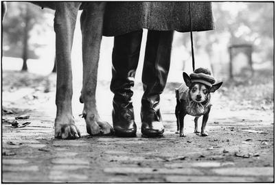 Schwarz-weiß-Bild, auf dem rechts ein kleiner Hund mit Mützchen zu sehen ist. Daneben sind Damenstiefel zu sehen und weiter daneben die Pfoten eines sehr großen Hundes, wahrscheinlich einer Dogge.