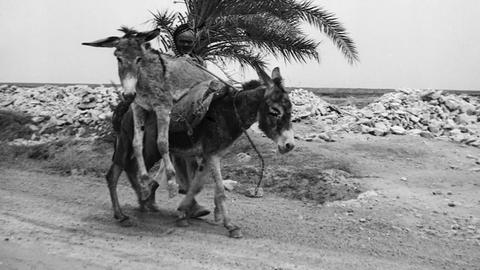 Zwei Esel im Irak. Aufgenommen zwischen 1956 und 1958.