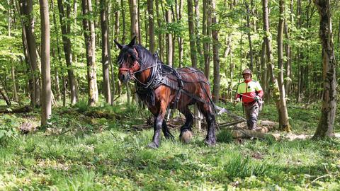 Ein Pferd im Wald zieht einen Baumstamm, dahinter läuft ein Forstarbeiter