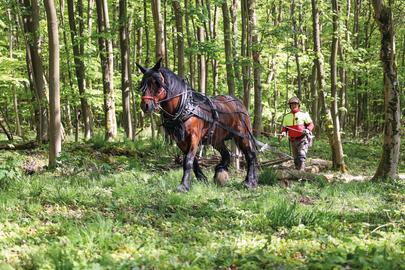 Ein Pferd im Wald zieht einen Baumstamm, dahinter läuft ein Forstarbeiter