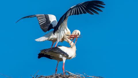 Störche paaren sich auf einem Nest vor blauem Himmel