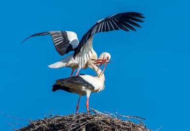 Störche paaren sich auf einem Nest vor blauem Himmel