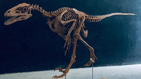 Modell eines Dino-Skeletts