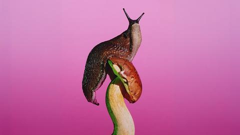 Das Bild zeigt eine Nacktschnecke, die auf einem Pilz sitzt. Der Hintergrund ist pinkfarben.