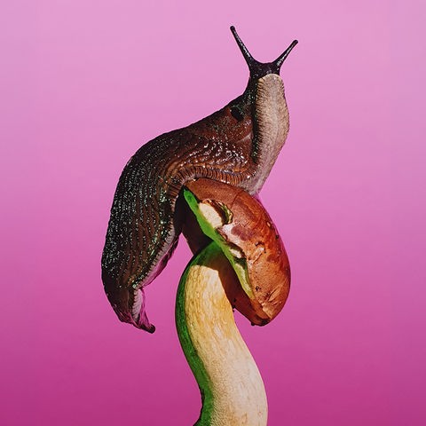 Das Bild zeigt eine Nacktschnecke, die auf einem Pilz sitzt. Der Hintergrund ist pinkfarben.