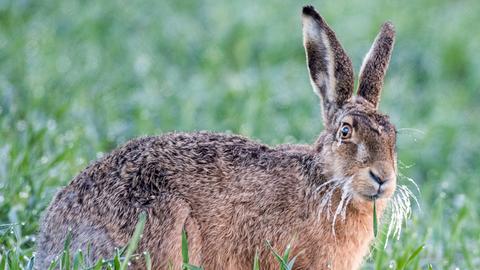 Feldhase im grünen Gras